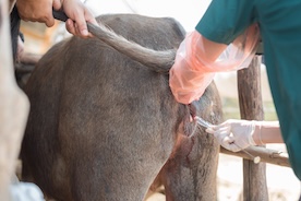 insemination